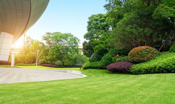 Commercial Shrub Trimming in Madison