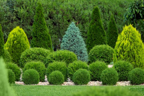 Bush Shaping Service in Madison