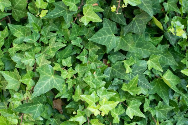 English Ivy Removal in Madison