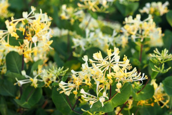 Honeysuckle Removal in Madison