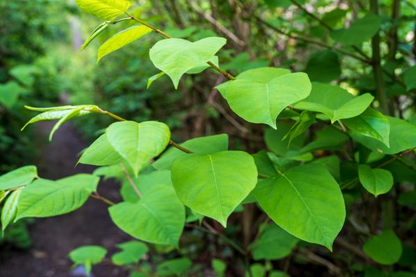 Invasive Plant Removal in Madison