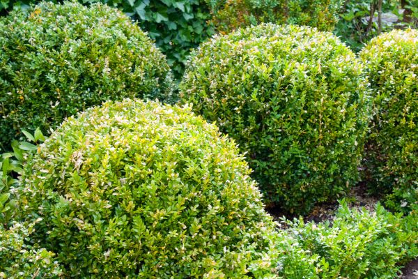 Landscape Trimming Service in Madison