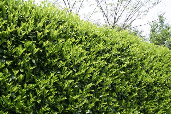 Laurel Removal in Madison