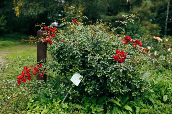 Rose Bush Removal in Madison
