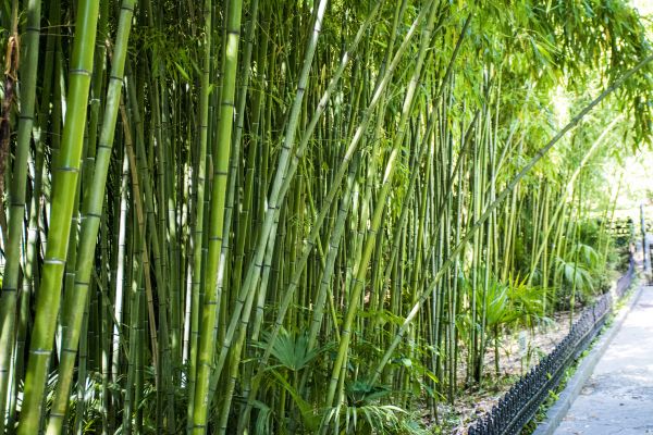 Bamboo Root Removal in Madison