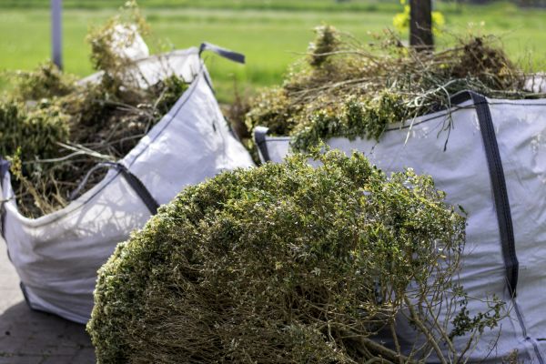 Plant Removal Service in Madison