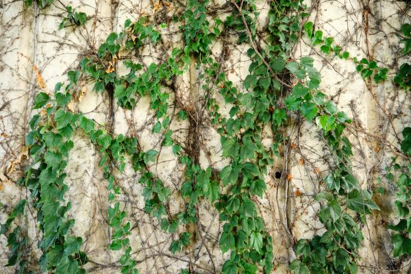 Vine Removal Service in Madison