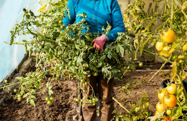 Garden Plant Removal in Madison