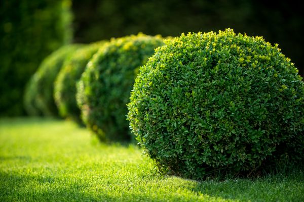 Bush Pruning in Madison
