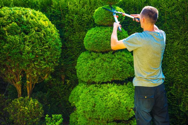 Topiary Shaping in Madison