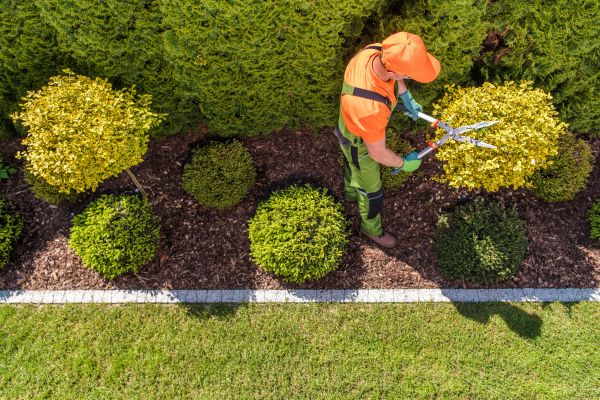 Topiary Trimming in Madison