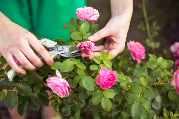 Rose Shearing in Madison