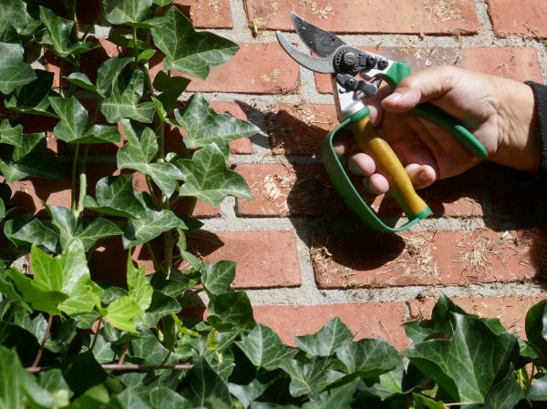 Ivy Removal Service in Madison