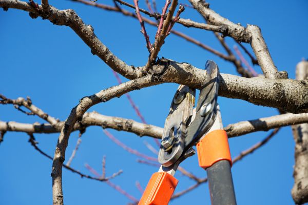 Selective Pruning in Madison