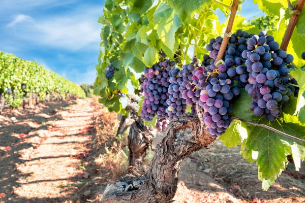 Grapevine Pruning in Madison