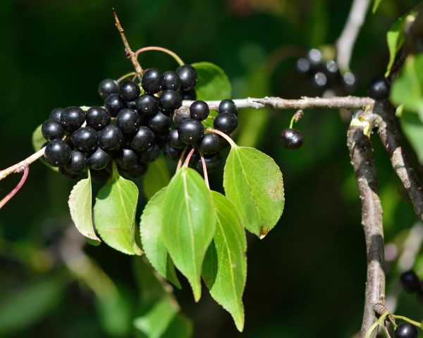 Buckthorn Removal in Madison