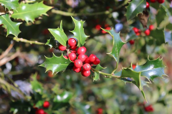 Holly Tree Trimming in Madison