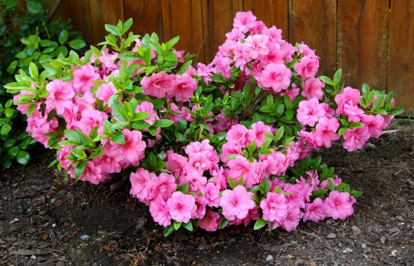 Azaleas Removal in Madison