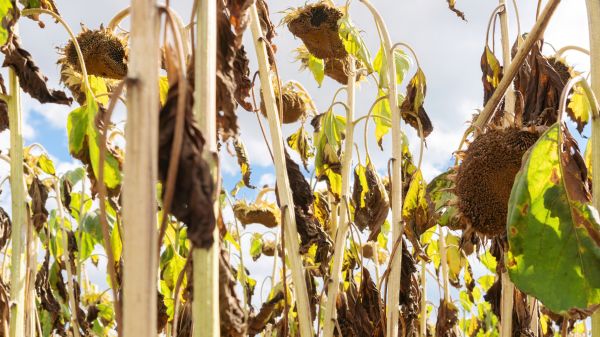 Dead Plant Removal in Madison