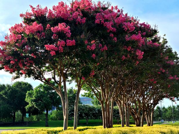 Crepe Myrtle Pruning in Madison