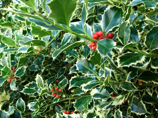 Holly Bushes Trimming in Madison