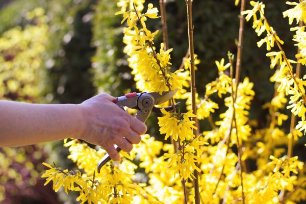 Forsythia Pruning in Madison