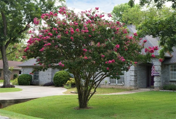 Crepe Myrtle Trimming in Madison