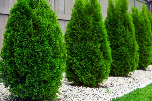 Arborvitae Removal in Madison