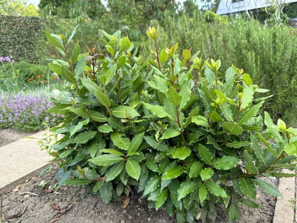 Laurel Hedge Removal in Madison