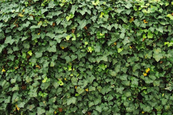 Ivy Pruning service in Madison