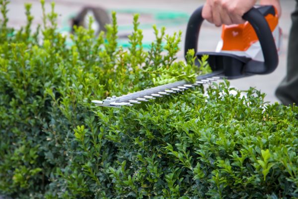 Evergreen Hedge Trimming in Madison