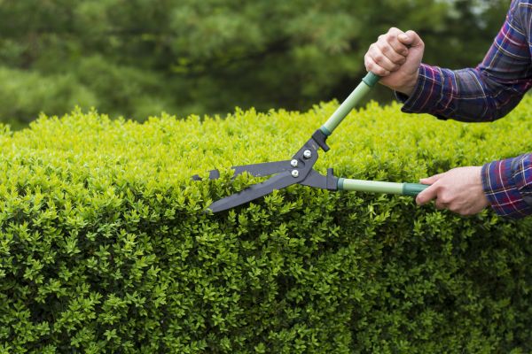 Evergreen Shrub Pruning in Madison
