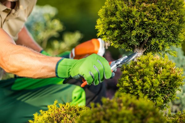 Landscape Pruning Service in Madison