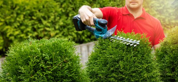 Hedge Shaping Service in Madison
