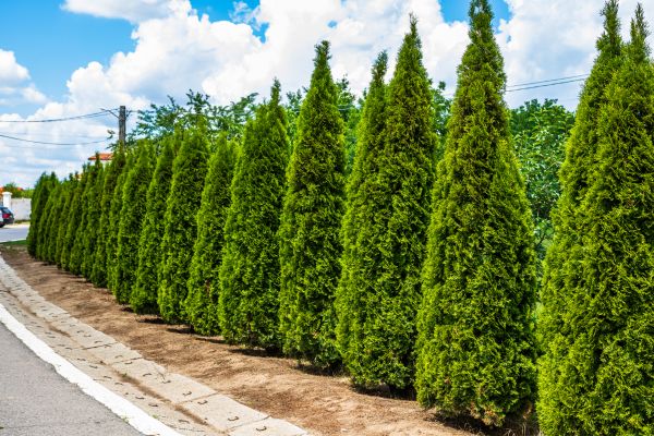 Arborvitae Shearing in Madison