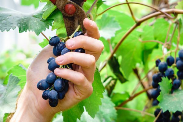Vineyard Pruning in Madison