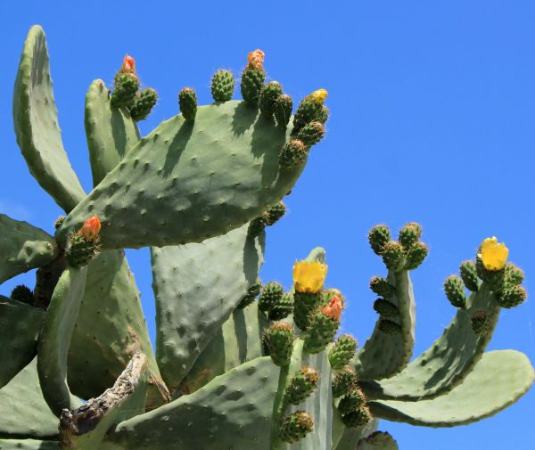 Cactus Removal in Madison