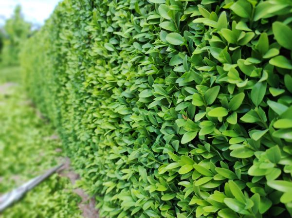 Boxwood Pruning in Madison