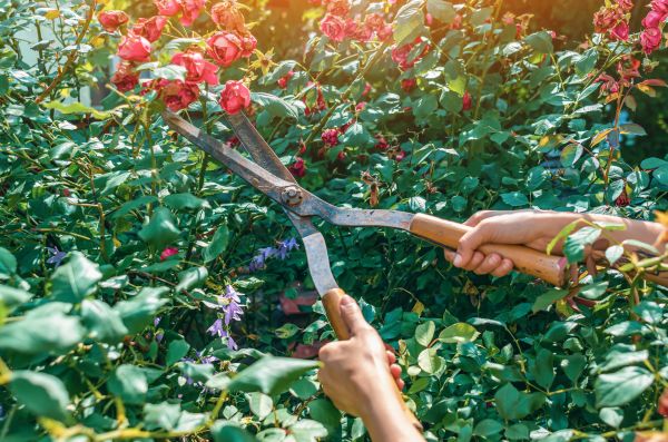 Knockout Roses Pruning in Madison
