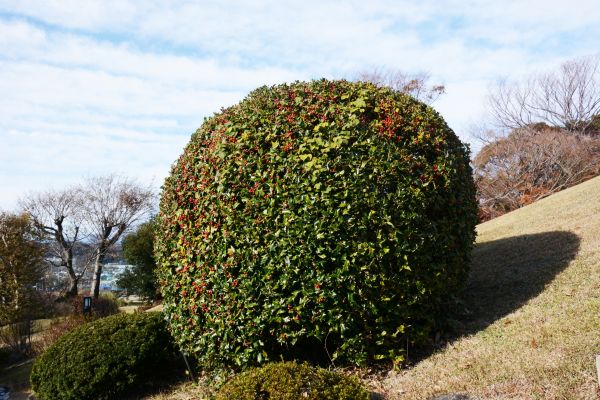 Holly Shrub Pruning in Madison