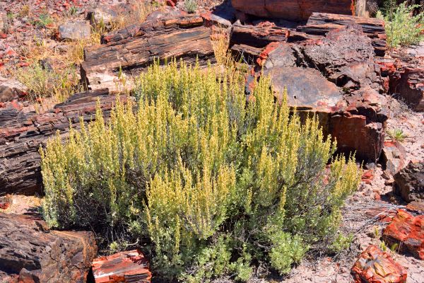 Sagebrush Removal in Madison
