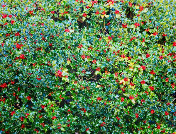 Holly Bush Removal in Madison