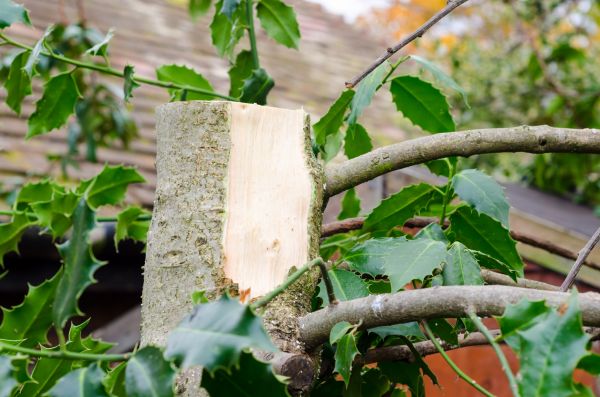 Holly Tree Removal in Madison