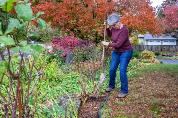 Dead Bush Removal in Madison