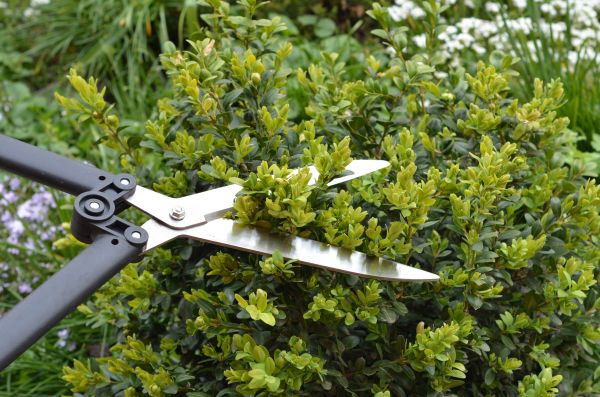 Boxwood Trimming in Madison