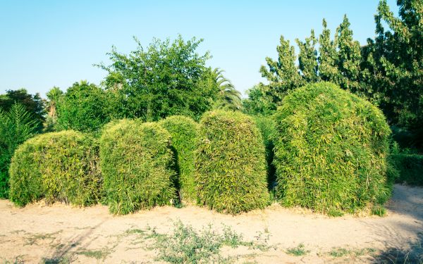 Bamboo Hedge Removal in Madison