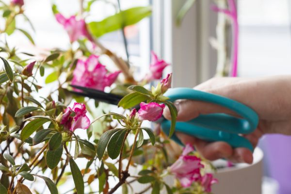 Azalea Pruning in Madison