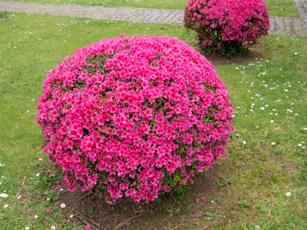 Rhododendron Pruning in Madison