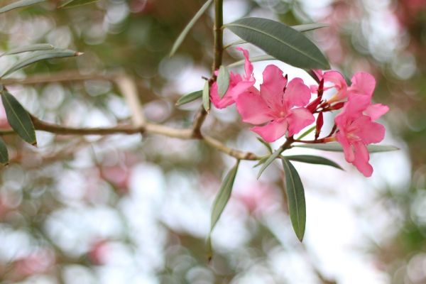 Oleander Removal in Madison