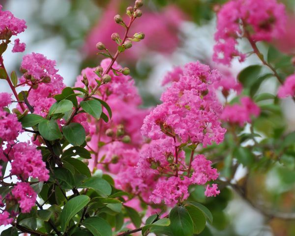 Crepe Myrtle Removal in Madison